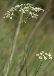 Physospermum cornubiense - Bladderseed -- Discover Life mobile
