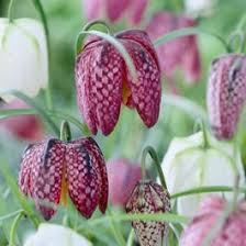 Snake's Head Fritillary Bulbs | Fritillaria meleagris | High Country ...