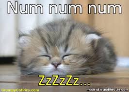 Sleeping-Kitten-Meme via Relatably.com