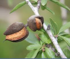 Image result for picture of almond trees