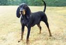 black-and-tan coonhound