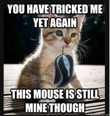 Disheartened Cat memes | quickmeme via Relatably.com