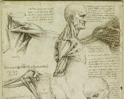 Anatomy of the Shoulder by Leonardo da Vinci