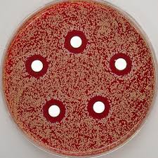 Image result for antimicrobial