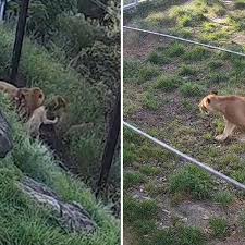 Watch: CCTV of lions escaping from Taronga Zoo enclosure released