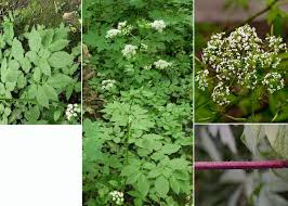 Lõhnav varesputk. Chaerophyllum aromaticum L. | Flora, Herbs ...