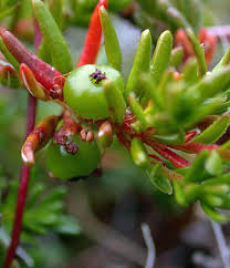 Empetrum nigrum ssp. hermaphroditum - The Flora of Svalbard