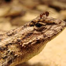 Native eastern fence lizards changed their bodies and behavior in response 
to invasive red imported fire ants