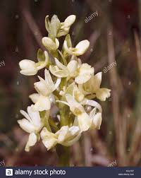 Roman orchis, Orchis romana, blossom, close up, nature, botany ...