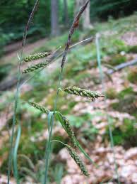 Carex flacca - Wikipedia
