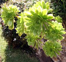 Aeonium arboreum - Wikipedia