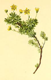 Saxifraga aphylla - Wikipedia
