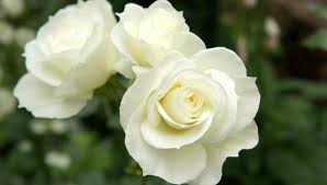 Resultado de imagem para imagens de rosas branca