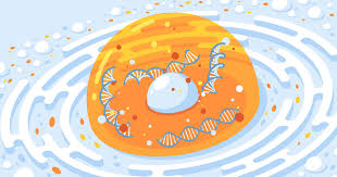 In the Nucleus, Genes' Activity Might Depend on Their Location ...