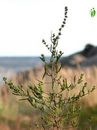 Grassleaf Orache, Atriplex littoralis - Flowers - NatureGate