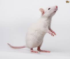 Image result for rat images