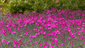 How to grow and care for perennial dianthus flowers in the garden