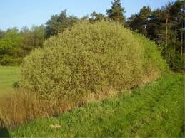 Salix cinerea - Wikipedia