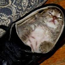 Image result for cats in shoes