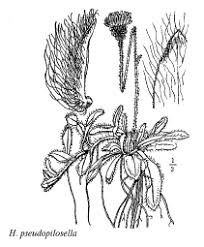 Sp. Hieracium pseudopilosella - florae.it