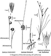 Juncus bufonius var. bufonius