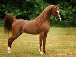 Image result for arabian horse pictures