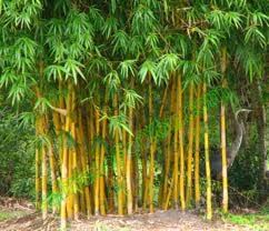 Resultado de imagen para bambu