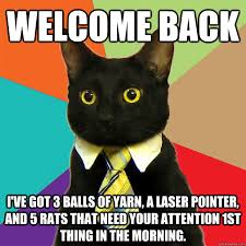 Welcome back I&#39;ve got 3 balls of yarn, a laser pointer, and 5 rats ... via Relatably.com