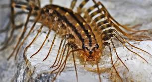 Image result for insect life