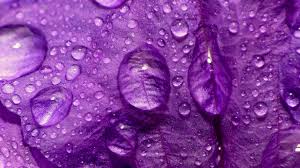 Resultado de imagen de purple tumblr