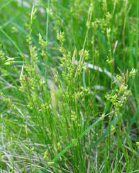 Carex alba - Wikipedia, la enciclopedia libre