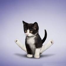 Bildergebnis für Katzen machen yoga animierte bilder lustig