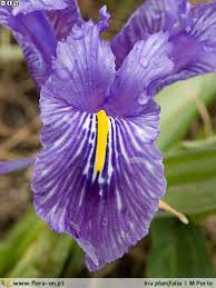 Iris planifolia | Flora-On