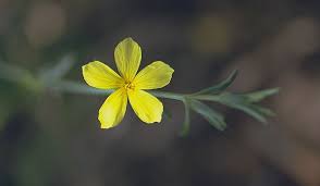Linum nodiflorum L. | Plants of the World Online | Kew Science
