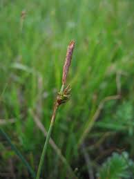 Carex distans - Wikipedia