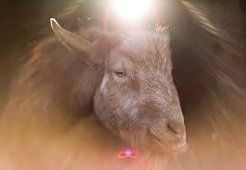 Praise the holy goat! Images?q=tbn:ANd9GcQmjtblkWEjU_NkkCR-BIHxGO4eTJk6l2OZmuoCCuwl7O2o7AP6qA
