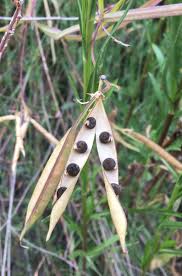 Lathyrus annuus L. | Flora of Israel Online