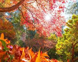Gambar Autumn in the south Australia