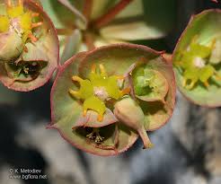 Euphorbia barrelieri - picture 1 - The Bulgarian flora online