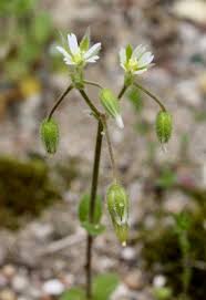 Cerastium semidecandrum - Michigan Flora