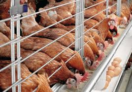 Image result for poultry farming eggs