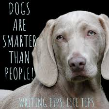 Dogs Are Smarter Than People: Writing Life, Marriage and Motivation