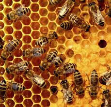 Αποτέλεσμα εικόνας για μέλισσα