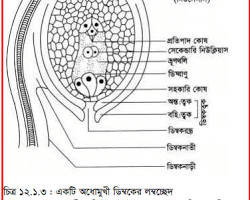 Image of ডিম্বাশয়ে প্রতিপাদ কোষ