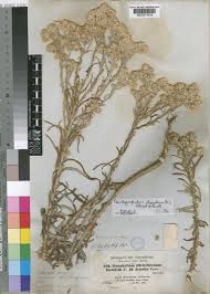 Pseudognaphalium undulatum (L.) Hilliard & B.L.Burtt | Plants of the ...
