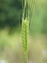 Einkorn wheat - Wikipedia