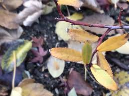 Salix triandra L., Almond willow (World flora) - Pl@ntNet identify