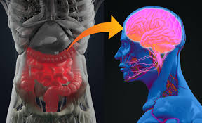 Mouse Study Suggests Gut Bacteria May Influence Brain Health 