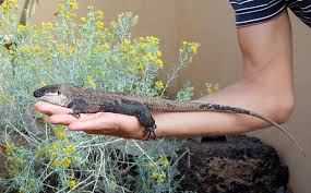  El lagarto gigante de La Gomera logra salvarse de la extinción  By Estrute Images?q=tbn:ANd9GcQoh45BkNA8AynSqNpg10hr1nhgB3fqPrG7NayIMy9wmeAGKqxJ