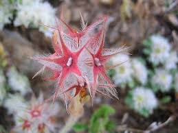 Trifolium stellatum - Wikispecies